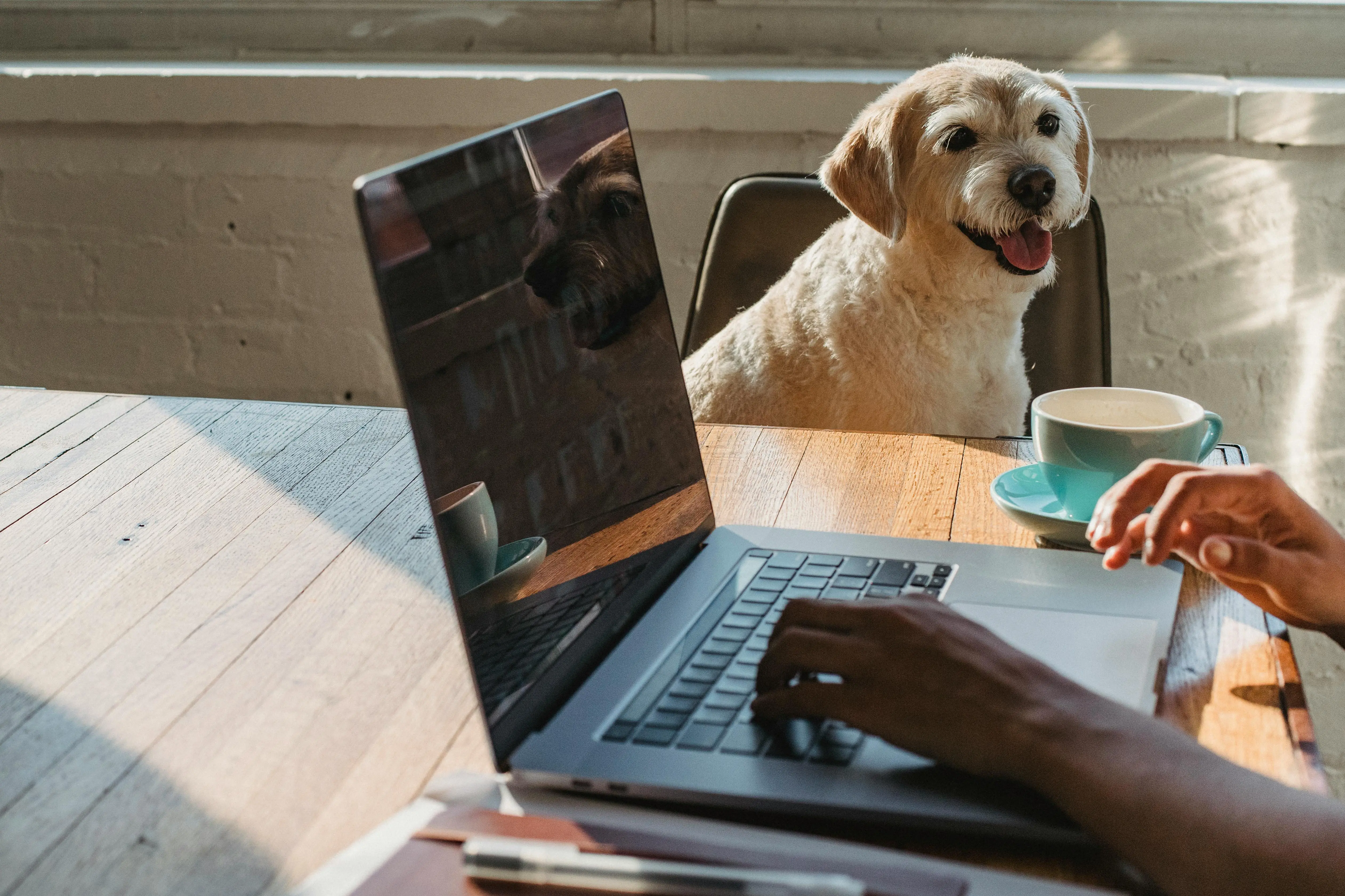 Chien devant ordinateur, comment optimiser l’expérience utilisateur / UX de votre site web animalier ?​