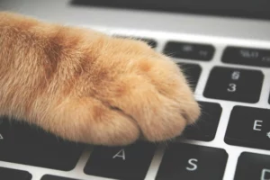 Patte chat sur un clavier pour booster la visibilité en ligne de votre entreprise ou association animalière​