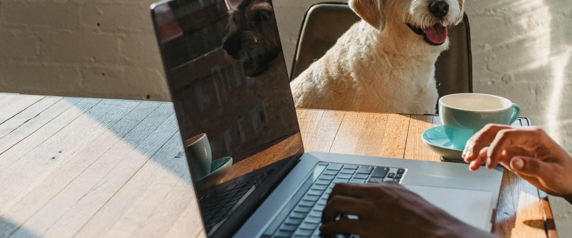 Chien devant ordinateur, comment optimiser l’expérience utilisateur / UX de votre site web animalier ?​