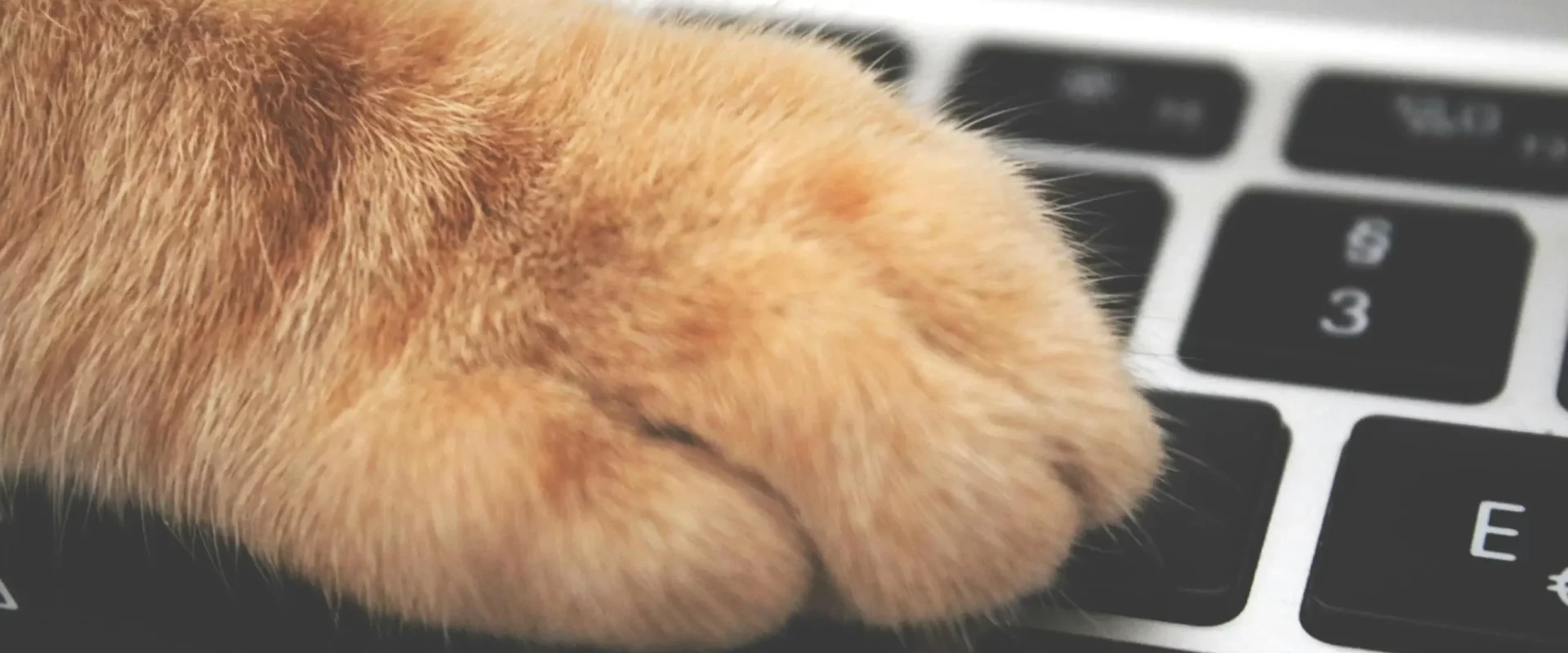 Patte chat sur un clavier pour booster la visibilité en ligne de votre entreprise ou association animalière​